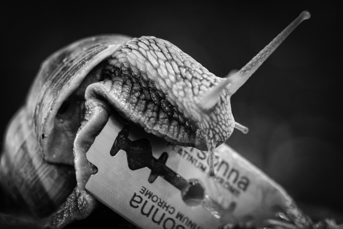 Schnecke &uuml;ber Rasierklinge